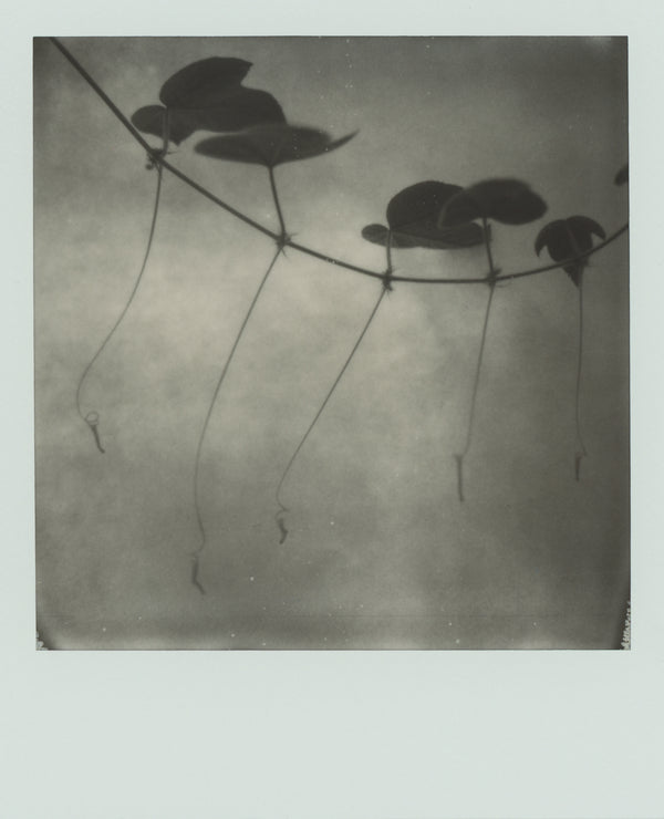 Wondering People_Polaroid VIII_8