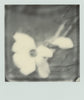 Wondering People_Polaroid #10_2
