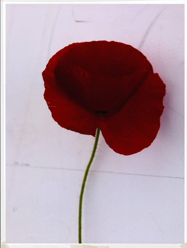 Wondering People_Poppy in Colour_45