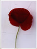 Wondering People_Poppy in Colour_1