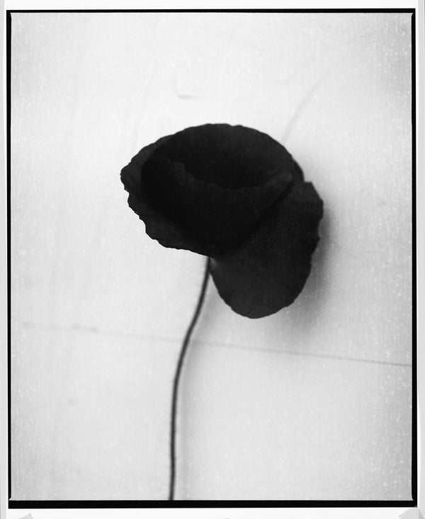 Wondering People_Poppy in Black and White_14