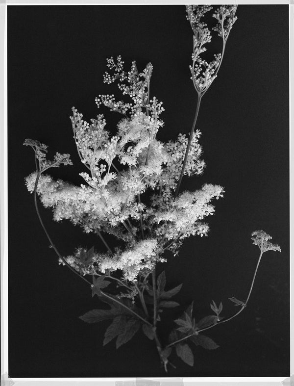 Wondering People_Meadowsweet_42