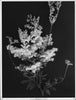 Wondering People_Meadowsweet_1
