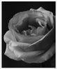 Wondering People_Rose in Black and White_1