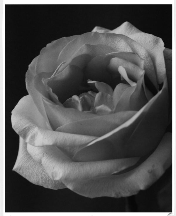Wondering People_Rose in Black and White_40