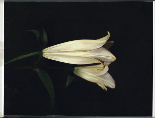 Wondering People_Lillies for Otto_7