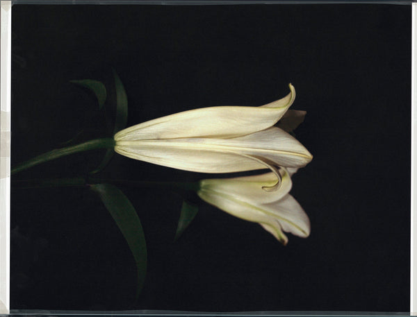 Wondering People_Lillies for Otto_37
