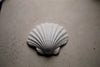 Wondering People_Scallop Shell_5