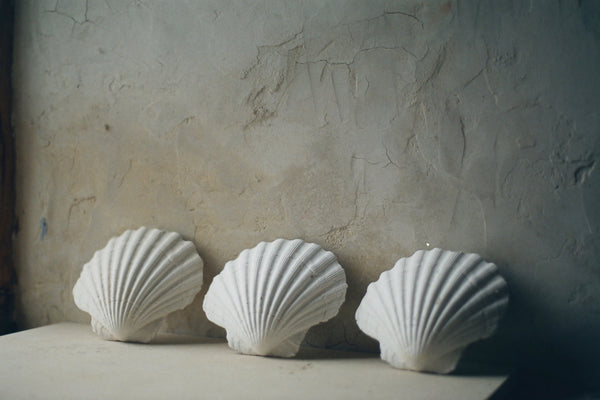 Wondering People_Scallop Shell_16