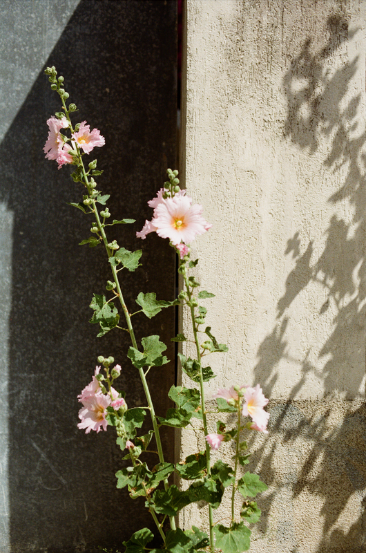 Wondering People_Hollyhock_6