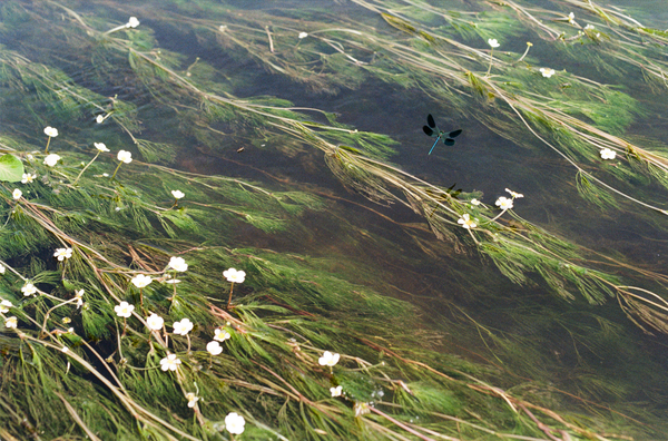 Wondering People_Dragonfly_27