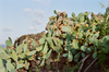 Wondering People_Opuntia_931