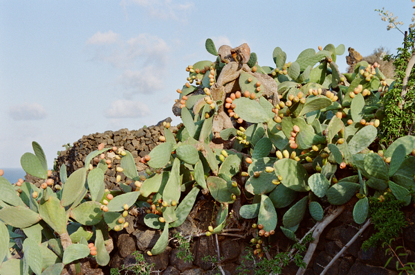 Wondering People_Opuntia_30