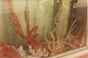 Wondering People_Palau_1
