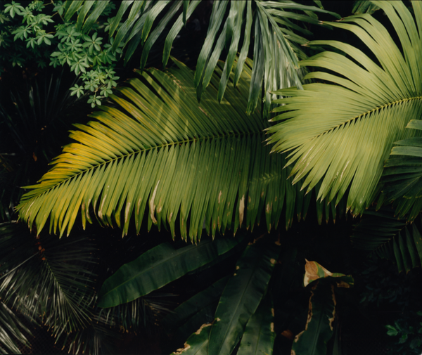 Wondering People_Kew I_7