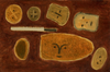 Wondering People_Different Kinds of Bread_1
