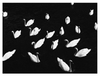 Wondering People_Swarms_1