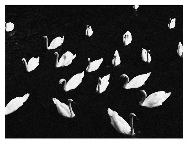 Wondering People_Swarms_10