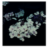 Wondering People_Arboretum_1