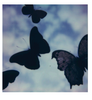 Wondering People_Hey Butterflies_1