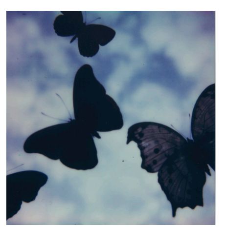 Wondering People_Hey Butterflies_6