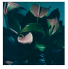 Wondering People_Hometown Orchid_1