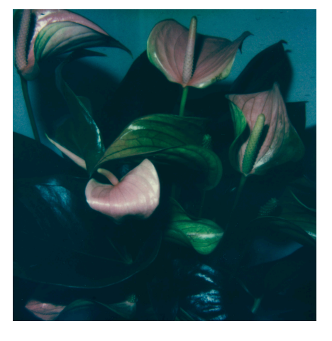 Wondering People_Hometown Orchid_1
