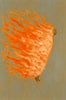 Wondering People_Strange Comet_6