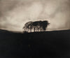 Wondering People_Twenty Trees_1