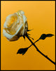Wondering People_White Rose_1