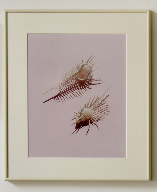 Wondering People_Comb Murex, Swim to Me_7