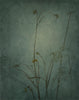 Wondering People_Denial Of Blue_361