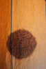 Wondering People_Pied Walnut_5