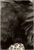 Wondering People_Untitled (Foliage)_534