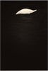 Wondering People_Untitled (Swan)_548