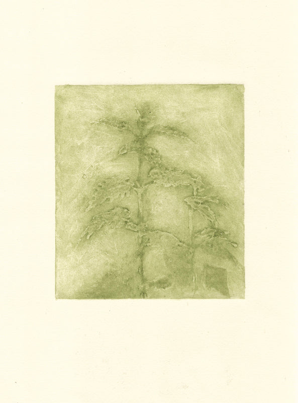 Wondering People_Pale Nettles_35