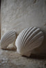 Wondering People_Scallop Shell_2