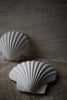 Wondering People_Scallop Shell_4