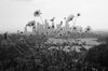 Wondering People_Flowers Grow Bigger in LA_1