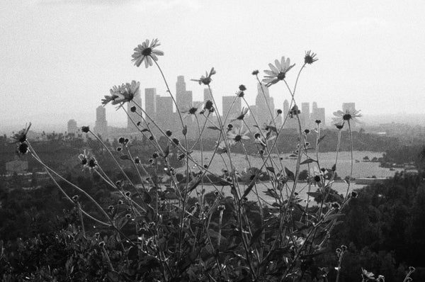 Wondering People_Flowers Grow Bigger in LA_2