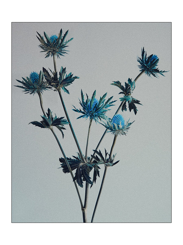 Wondering People_Electric Thistle_21