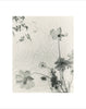 Wondering People_Ida Street Daisy_626
