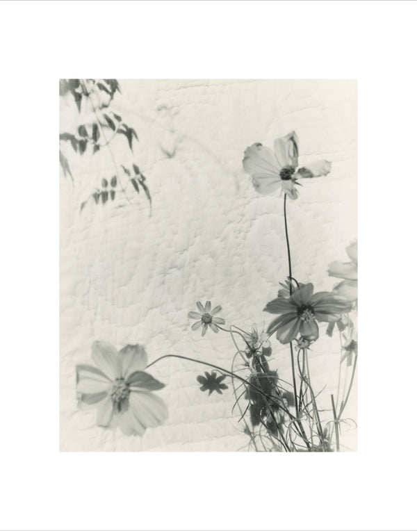 Wondering People_Ida Street Daisy_2