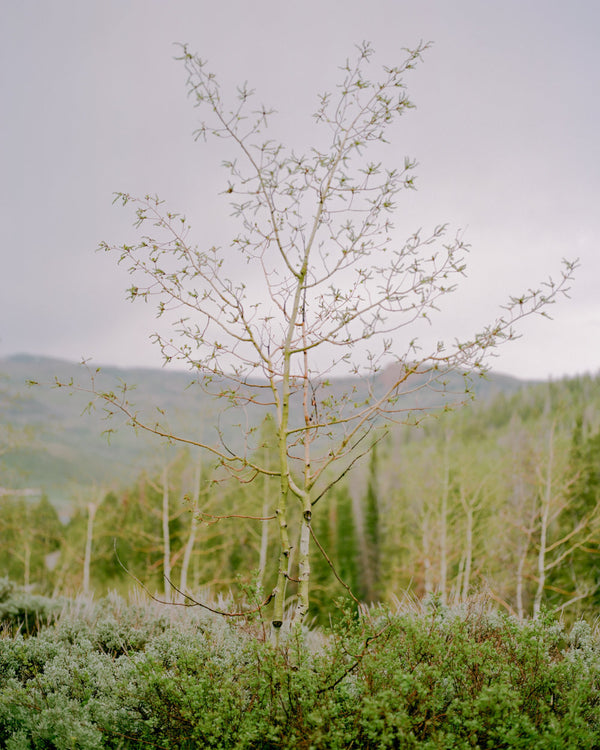 Wondering People_Tree II_47