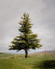 Wondering People_Tree I_421