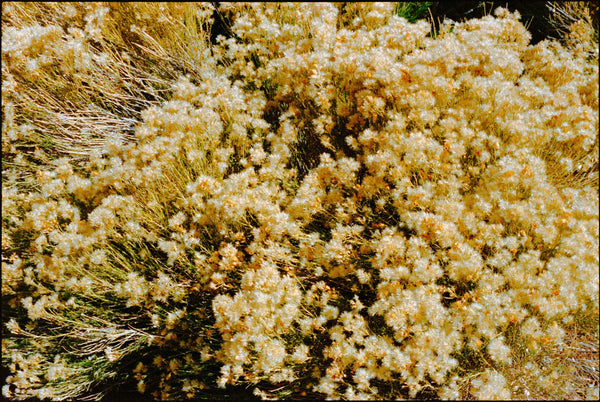 Wondering People_Lay In A Shimmer_46