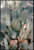 Wondering People_Cactus_204