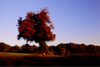 Wondering People_Chestnut Tree Driveby_259