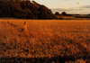 Wondering People_Girl Running In Field_532