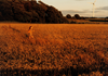 Wondering People_Girl Running In Field_402